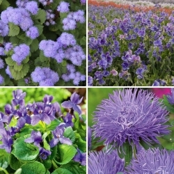 Very Peri - selection of 4 flowering plant varieties